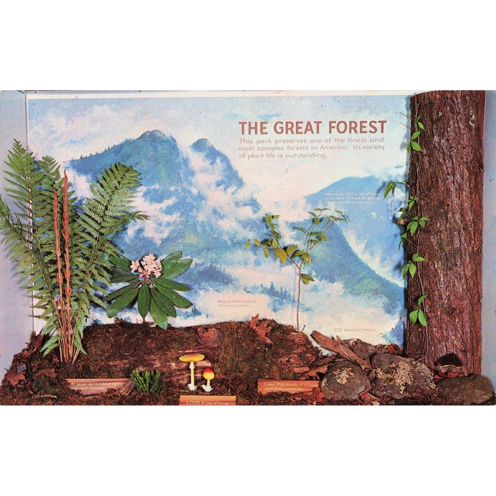 Vintage Great Smoky Mountains National Park Postcard Great Forest Exhibit VG